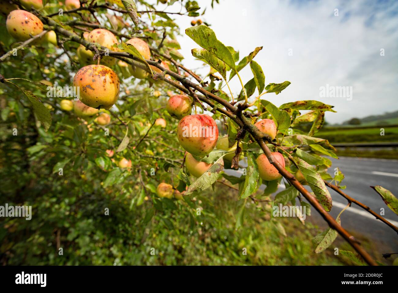 Fruchttragende Bäume Stockfotos und -bilder Kaufen - Alamy