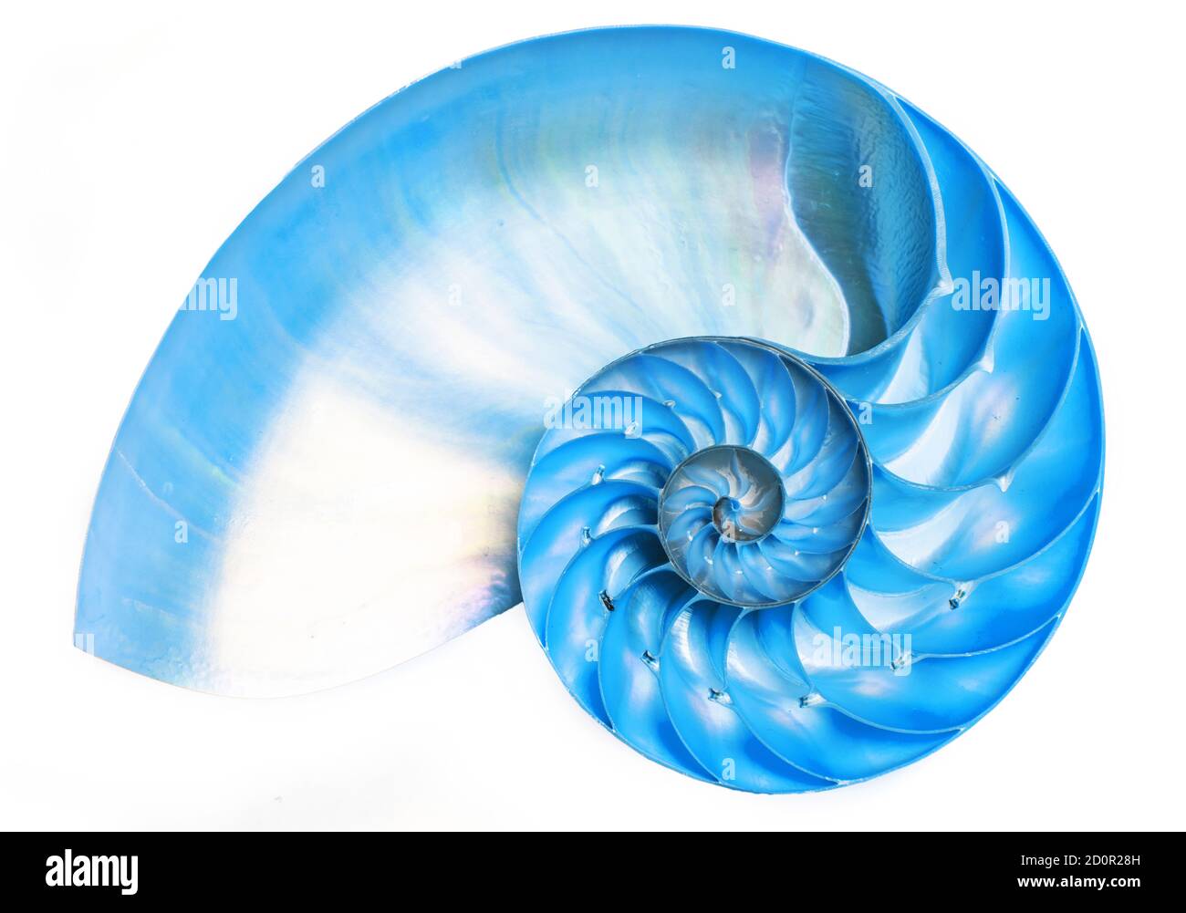 Detailreiche, halbierte Schale eines gekammerten nautilus (Nautilus pompilius) zeigt ein schönes Spiralmuster. Isoliert auf Weiß Stockfoto