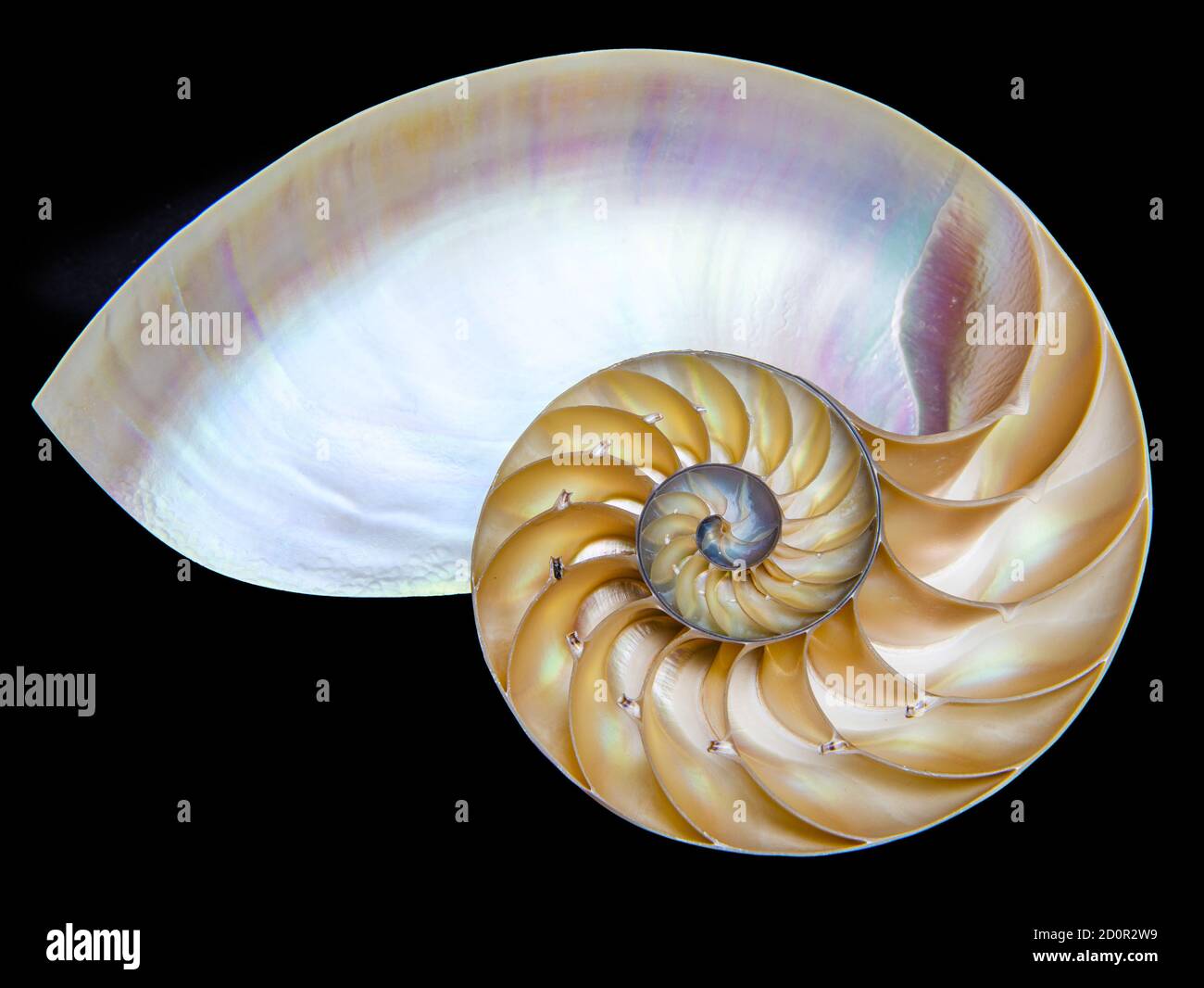 Detailreiches Foto einer halbierten Schale eines gekammerten nautilus (Nautilus pompilius) zeigt ein schönes Spiralmuster. Isoliert auf Schwarz Stockfoto