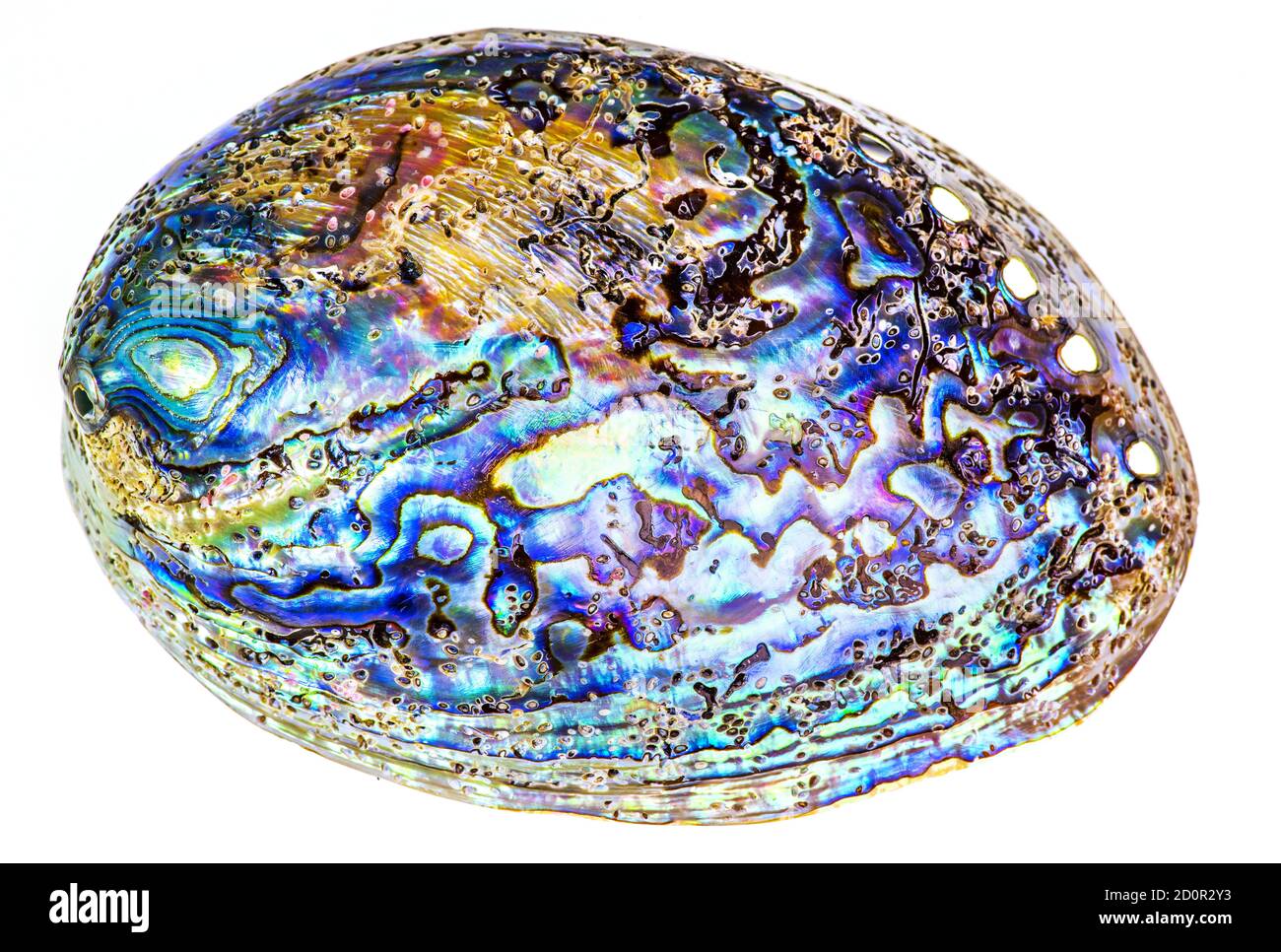 Polierte Taua-Abalone-Muschel (Haliotis Iris) aus Neuseeland. Kurven und Schichten sind mit lebendigen Perlen bedeckt. Isoliert auf Weiß Stockfoto