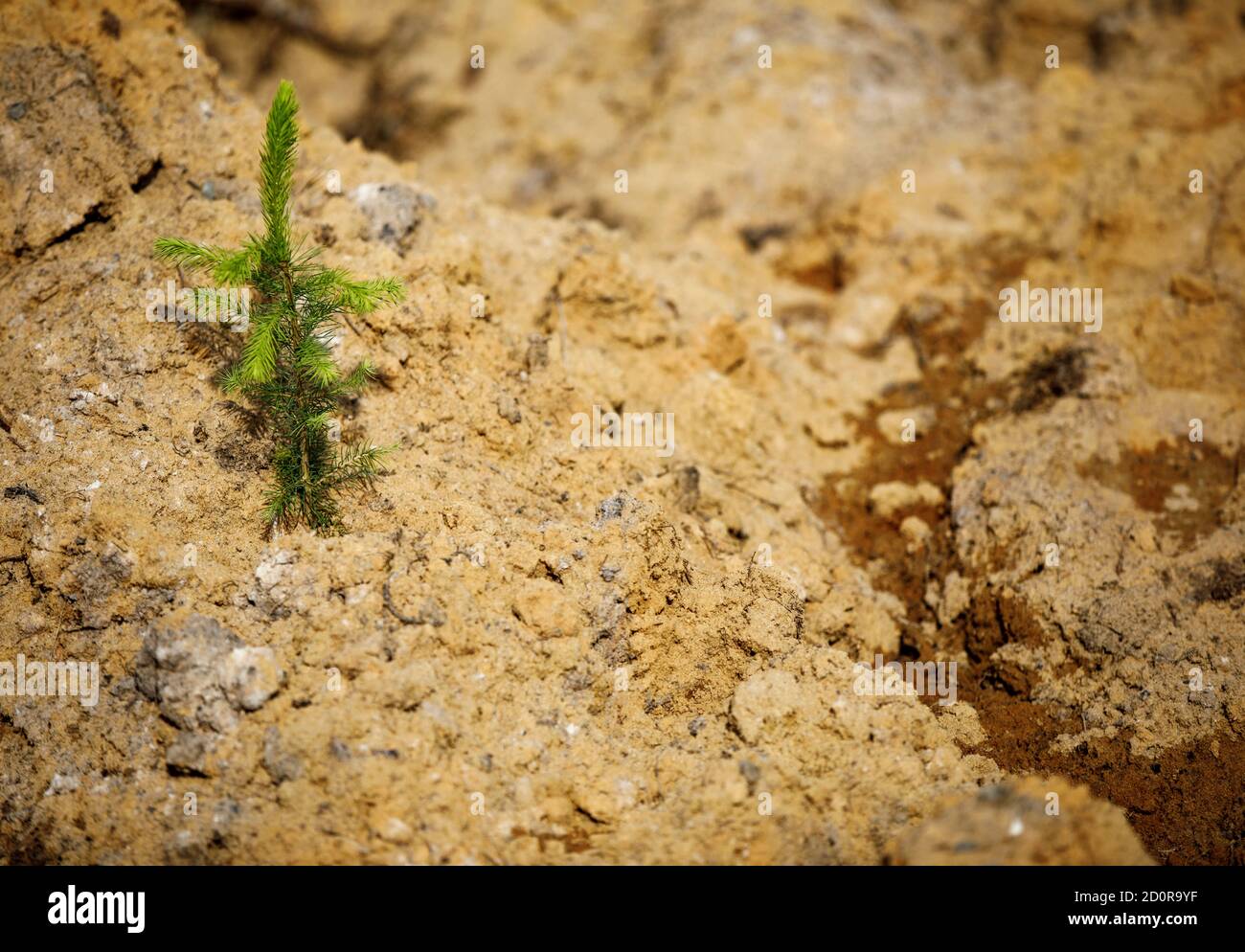 Wiederaufforstung nach klarem Schneiden , kleine europäische Fichtenspinne ( picea abies ) auf sandigen Boden im Sommer , Finnland gepflanzt Stockfoto