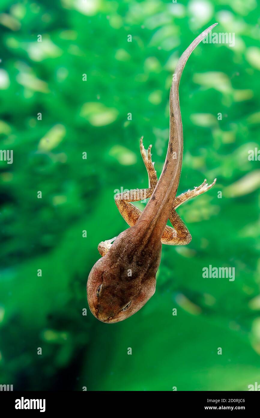 Essbare Frosch oder Green Frog, Rana Esculenta, Kaulquappe stehen im