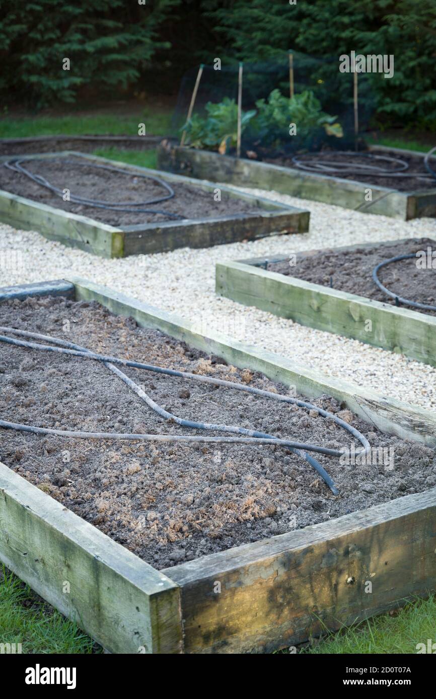 Vorbereitung einer britischen Küche Garten im Frühjahr oder Winter, mit frisch gegrabenen Boden und Soaker Schlauch Bewässerung Rohre, Großbritannien Stockfoto