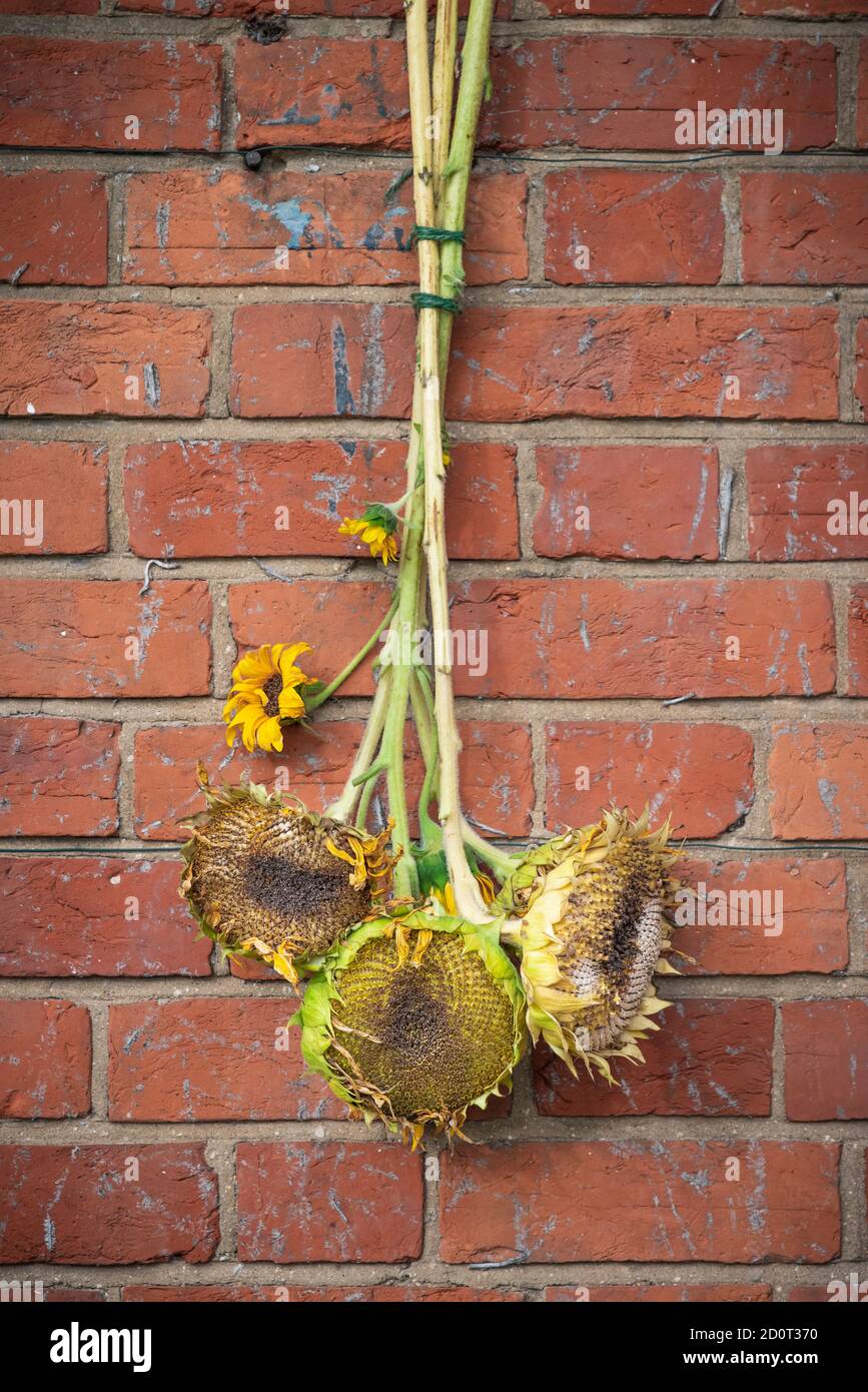 Getrocknete Sonnenblumenköpfe hängen an der Wand. Trocknen von Sonnenblumenköpfen, die Nahrung für Vögel machen, Großbritannien Stockfoto