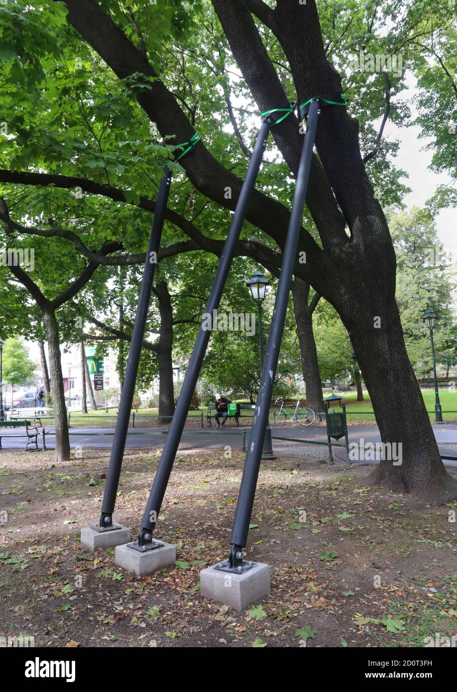 Krakau. Krakau. Polen. Planty Park. Alter Baum, der von Stahlmasten auf Betonbasis getragen wird. Stockfoto