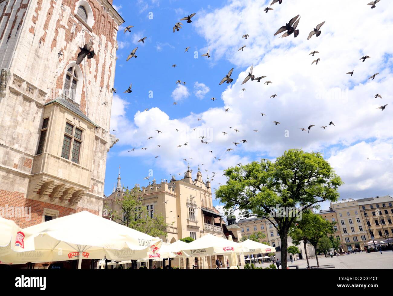 Krakau. Krakau. Polen. Taubenschar, der über den Hauptmarkt zwischen Rathausturm (Wieza Ratuszowa) und Tuchhalle (Sukiennice) fliegt. Stockfoto