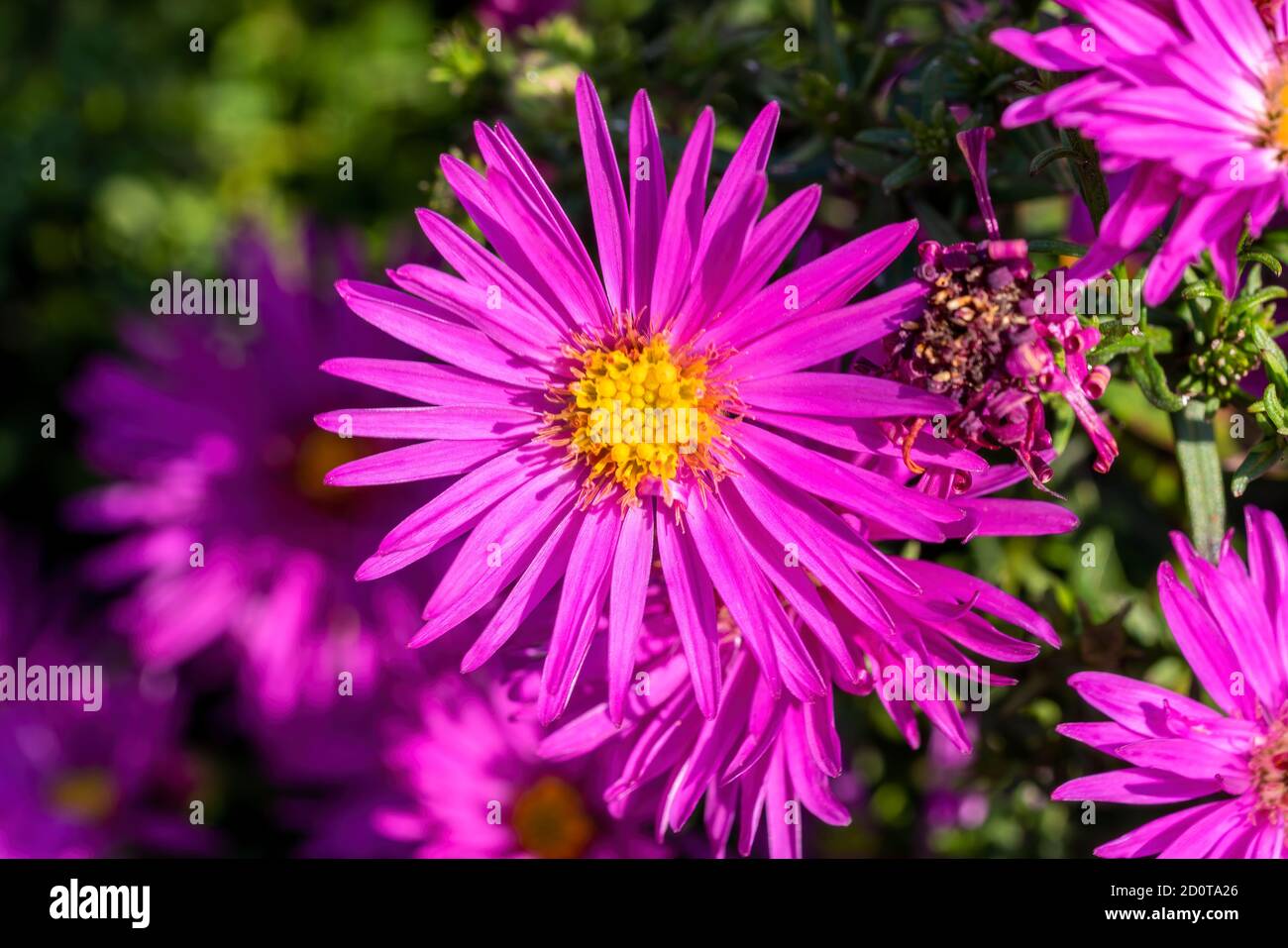 Aster novi belgii 'dandy' ein magenta rosa krautigen Sommer Herbst Mehrjährige Blume Pflanze gemeinhin als Michaelmas Gänseblümchen Stock Foto bekannt Bild Stockfoto