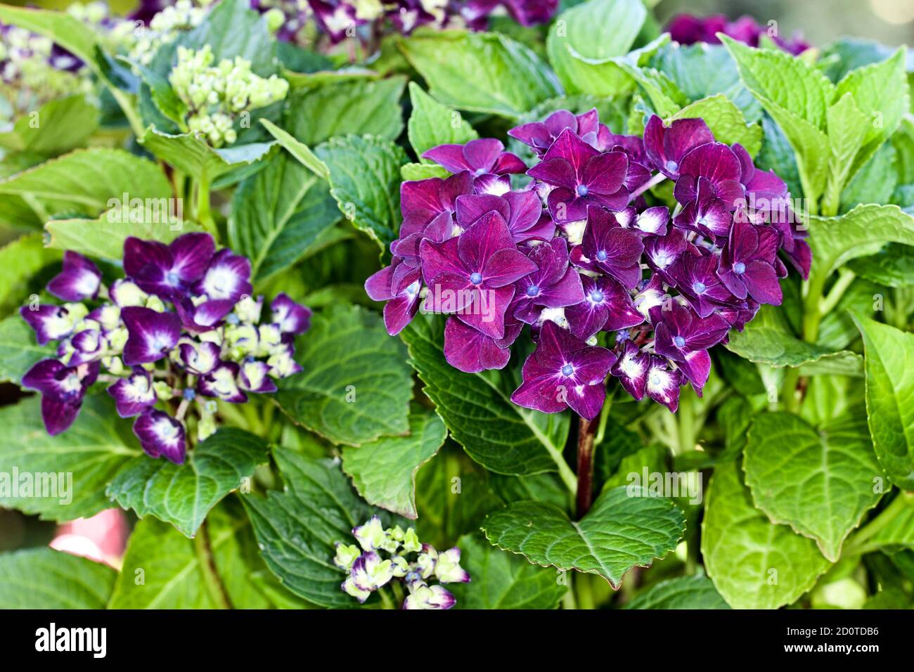 Hortensia macrophylla 'Deep Purple Dance' Stockfoto