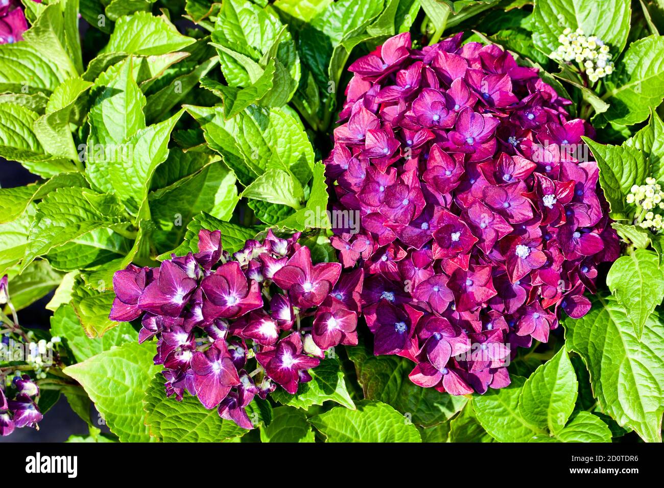 Hortensia macrophylla 'Deep Purple Dance' Stockfoto