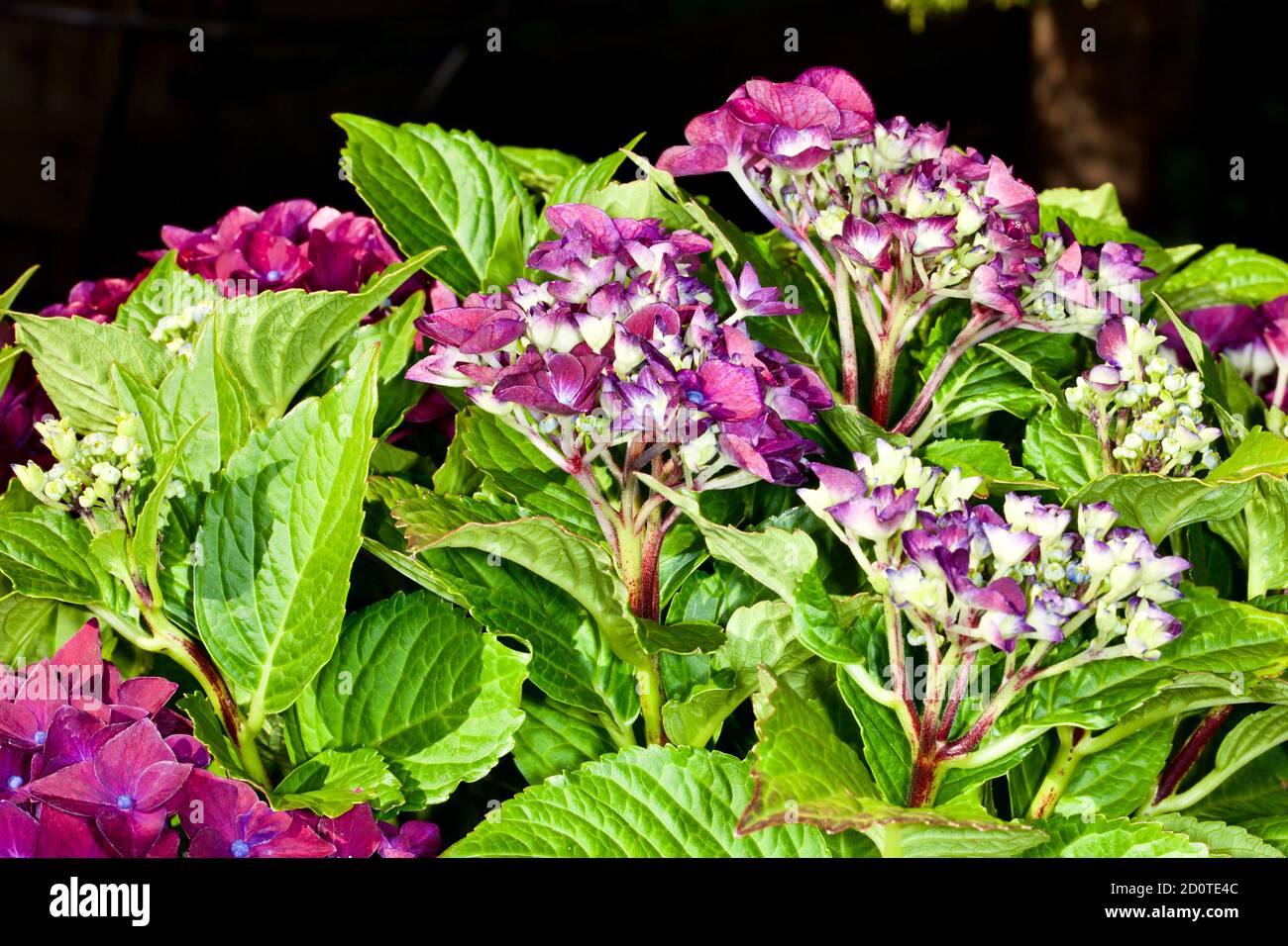 Hortensia macrophylla 'Deep Purple Dance' Stockfoto