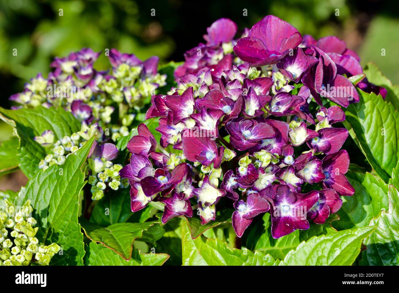 Hortensia macrophylla 'Deep Purple Dance' Stockfoto