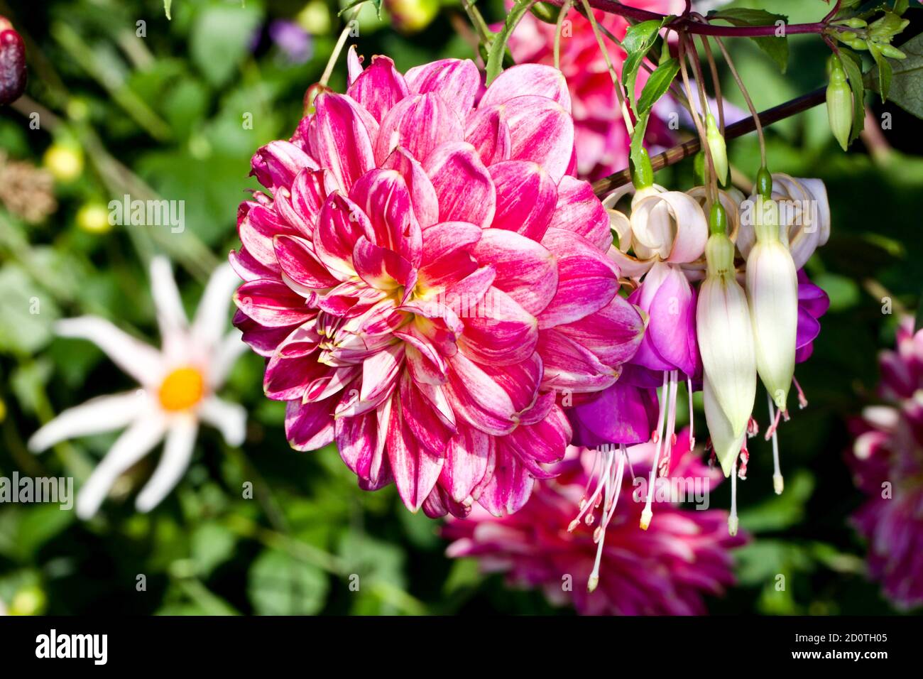 Schöne Darstellung von Dahlien und Fuchsias Stockfoto