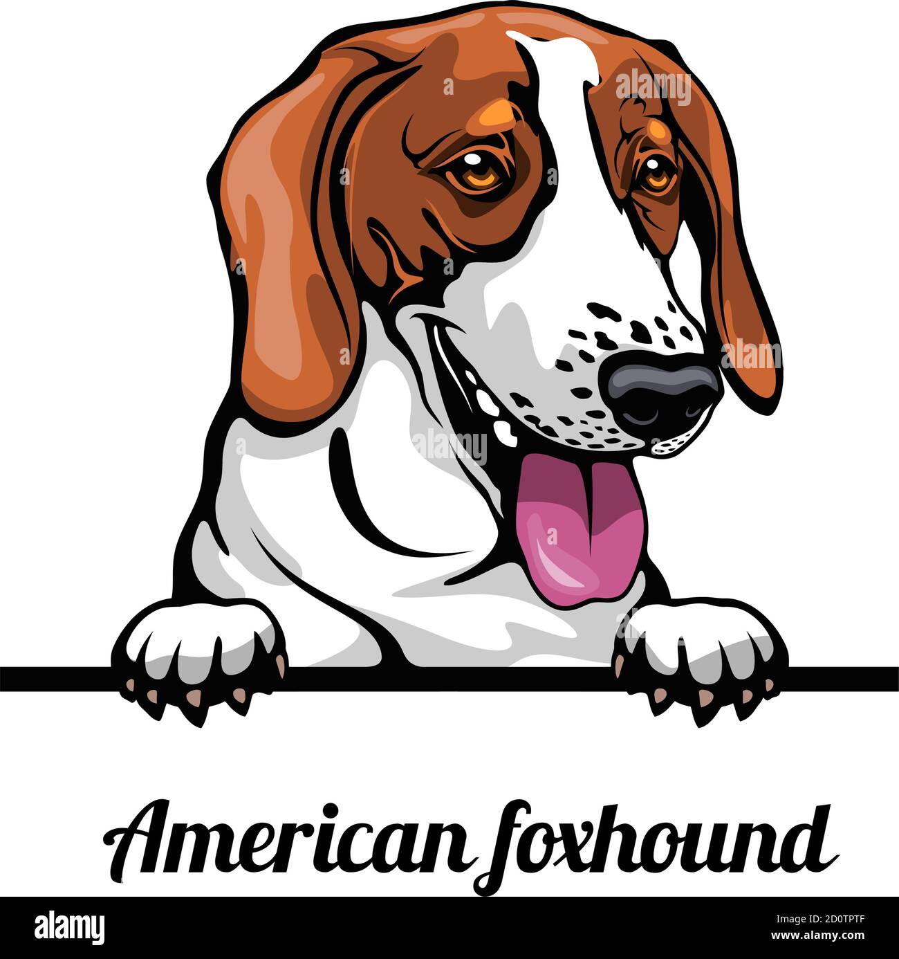 Head American Foxhound - Hunderasse. Farbbild eines Hundekopfes isoliert auf weißem Hintergrund Stock Vektor