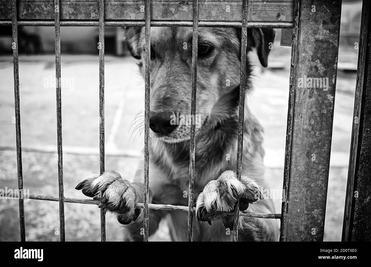 Hund in geschlossenen Kennel, ausgesetzten Tiere, Missbrauch Stockfoto