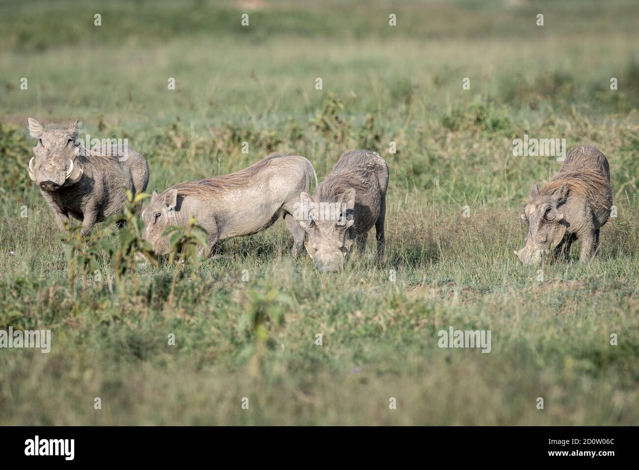 Warzenschweine (Phacochoerus africanus) in Kenia, Afrika Stockfoto