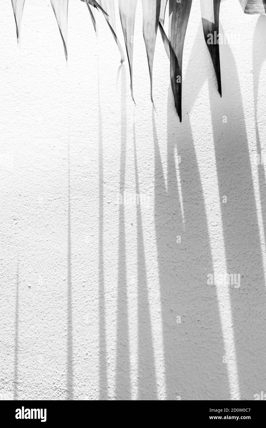 Abstrakte Palmblätter und gestreifter Schatten auf Betonwand im Hintergrund, Sonnenstrahl scheint durch Palmblätter an die Wand. Monochrom. Stockfoto