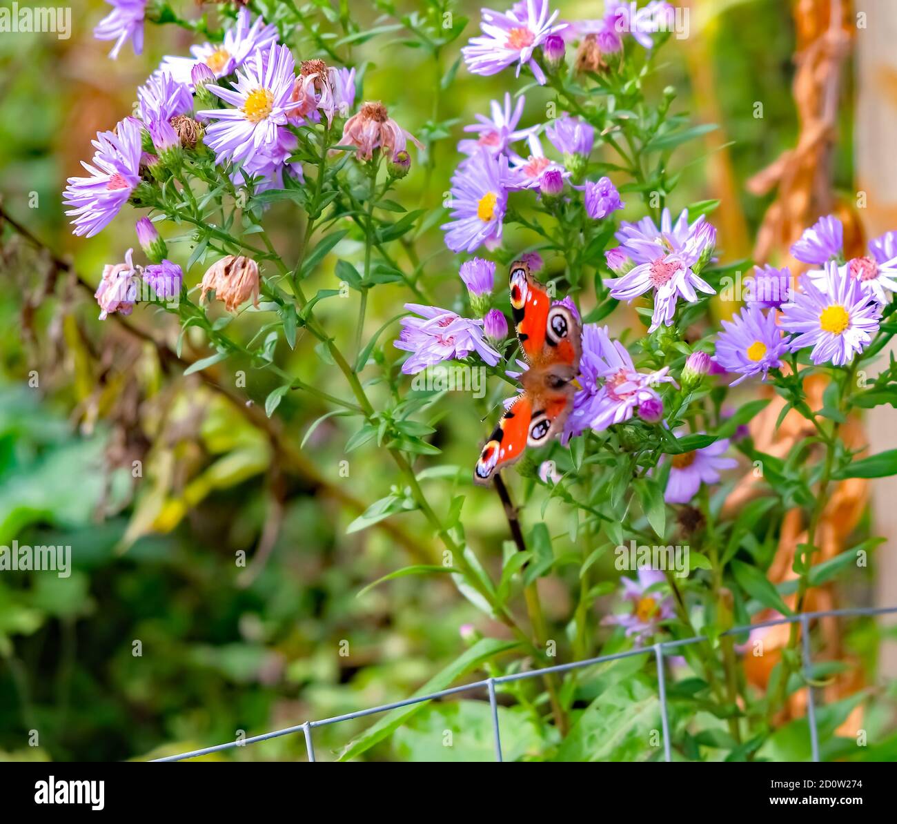 Nahaufnahme der violetten Gänseblümchen, die auf der RSPB Strumpfhaw wachsen Naturschutzgebiet mit einem streunenden Pfauenschmetterling, der auf einem ruht Der Blumenköpfe Stockfoto