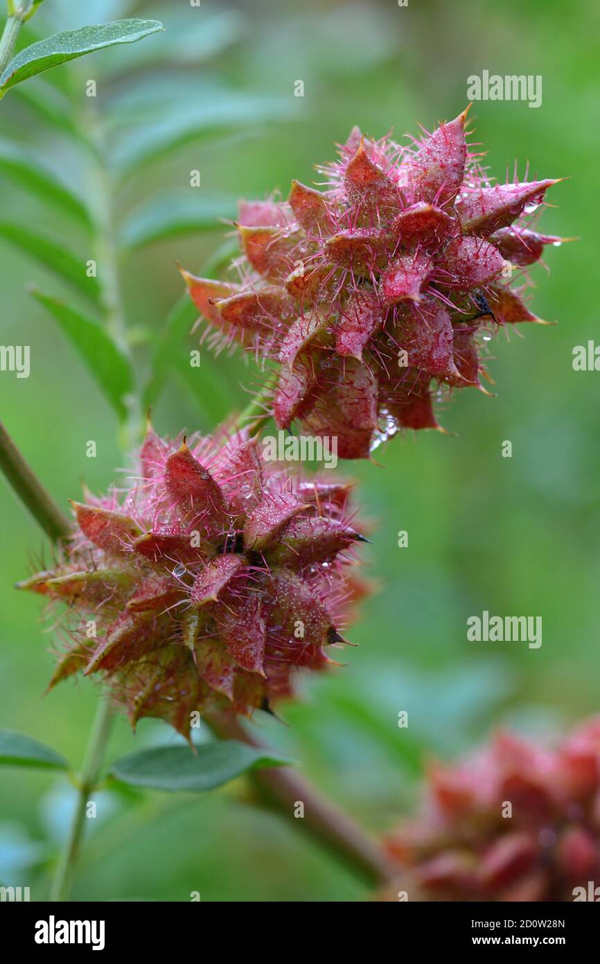 Chinesische Lakritze ( Glycyrrhiza echinata) , Saatgutstatus, Deutschland, Europa Stockfoto
