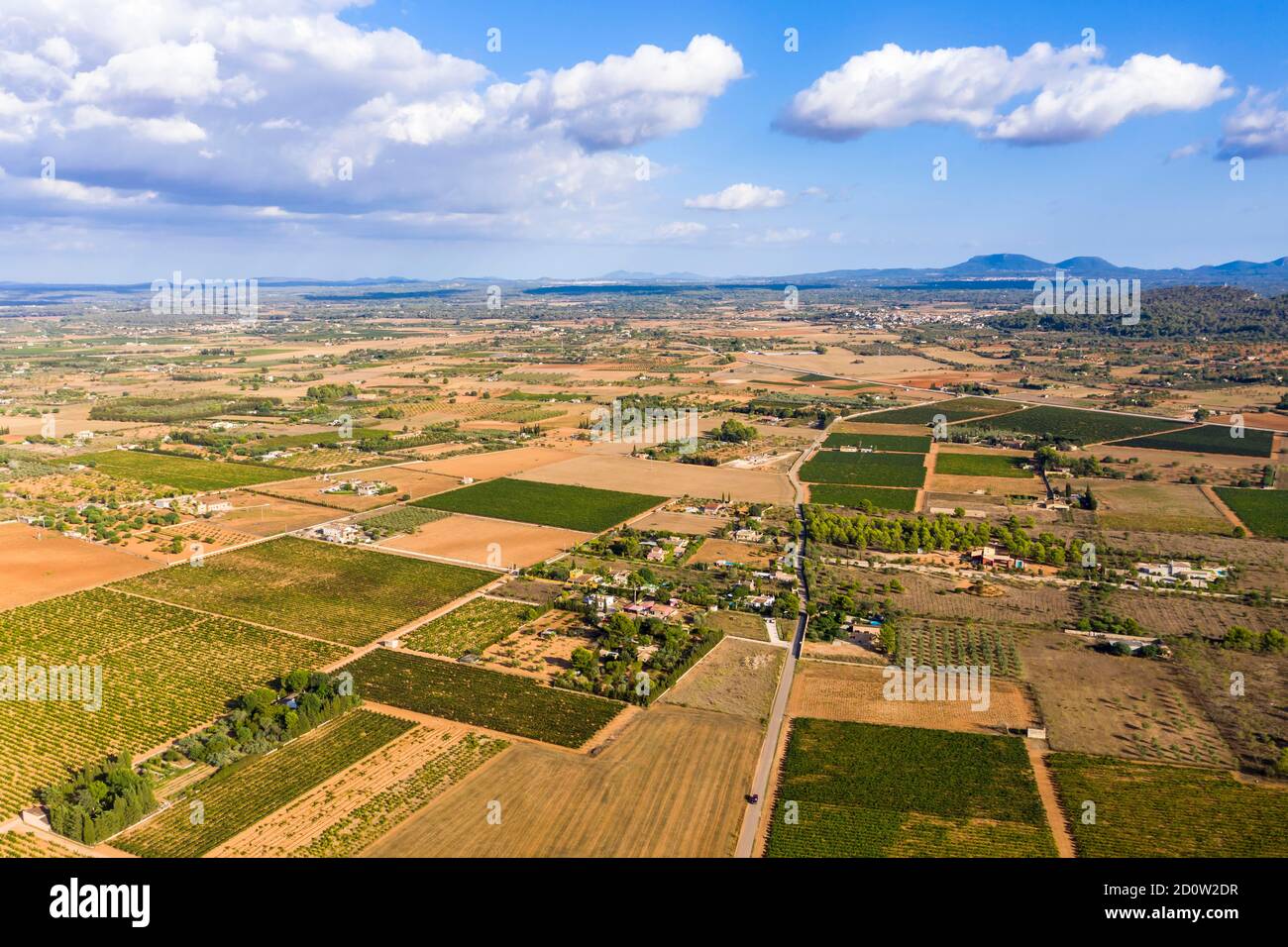 Luftbild, Landwirtschaft, Felder mit Olivenbäumen, in der Nähe von Santa Eugenia und Santa Maria, Mallorca, Balearen, Spanien, Europa Stockfoto