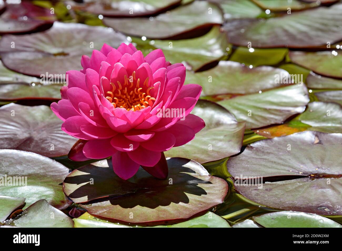 Seerose (Nymphaea), Variety Perrys Feueropal, Rosa Blume, Nordrhein-Westfalen, Deutschland, Europa Stockfoto