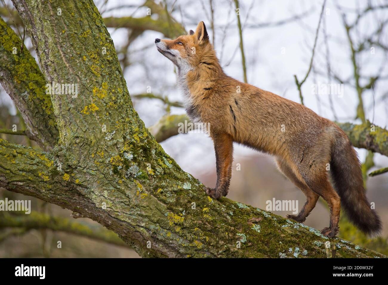 Rotfuchs ( Vulpes vulpes) steigt in einen Baum, Jagd, Niederlande Stockfoto