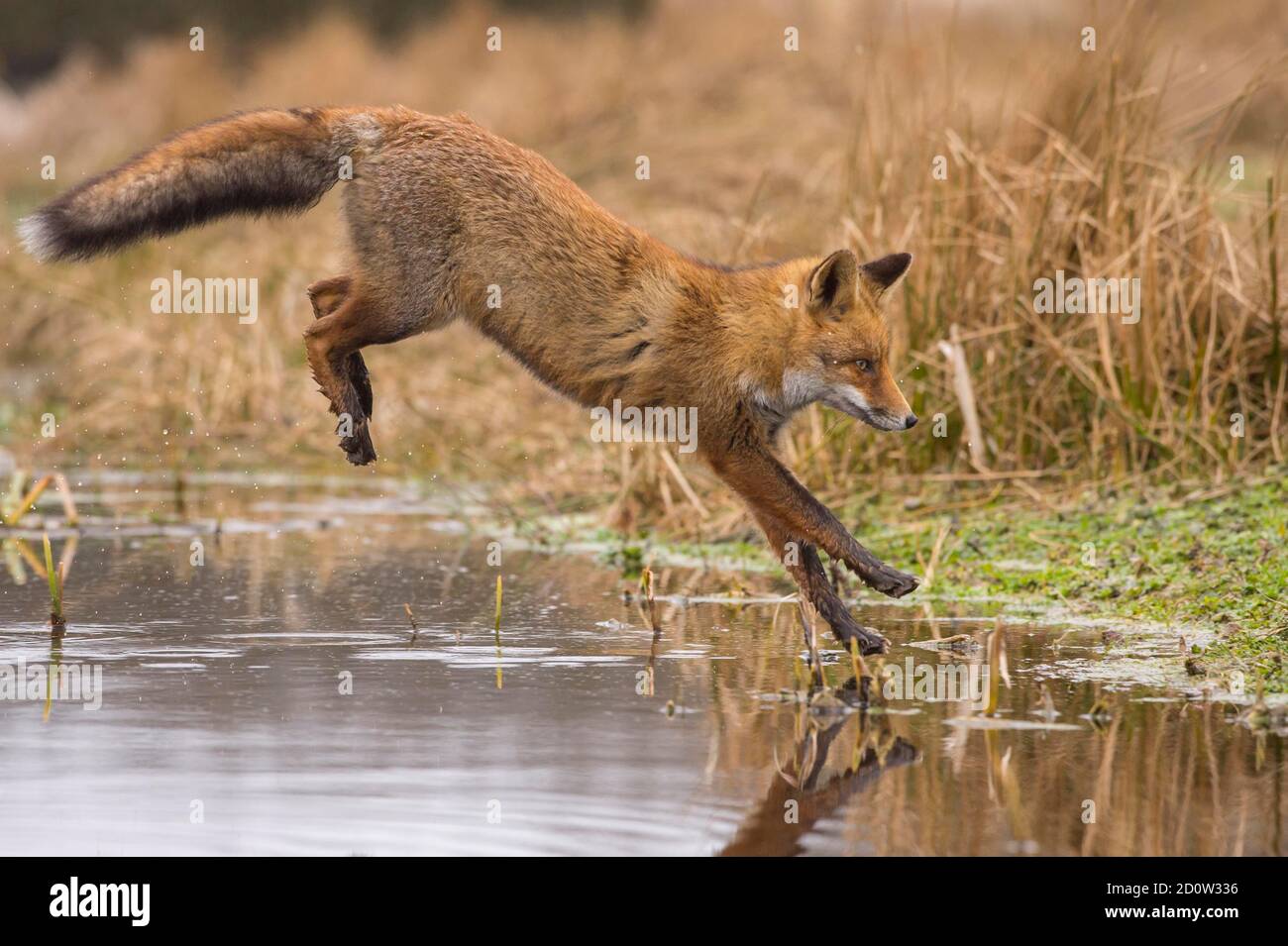 Rotfuchs ( Vulpes vulpes) , Wintermantel springt über einen Bach, Niederlande Stockfoto