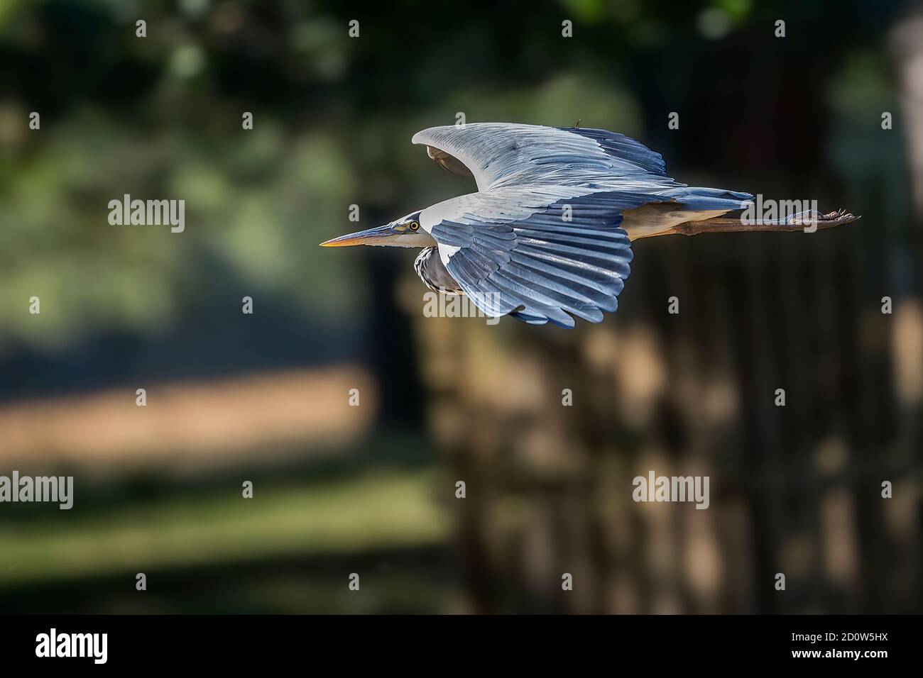 Reiher fliegen in einer Stealth wie Streamline Stockfoto