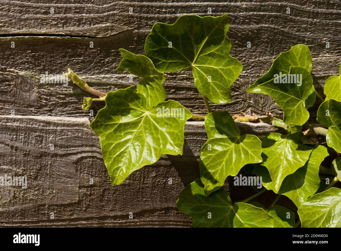 Frischer neuer Efeu-Pfad, der auf einem Holzzaun wächst Stockfoto