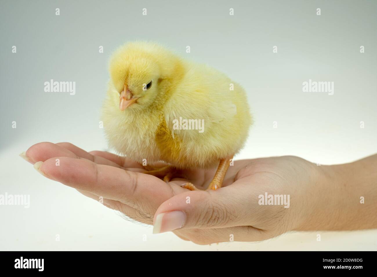 Gelbes kleines Huhn auf der Hand der Dame Stockfoto