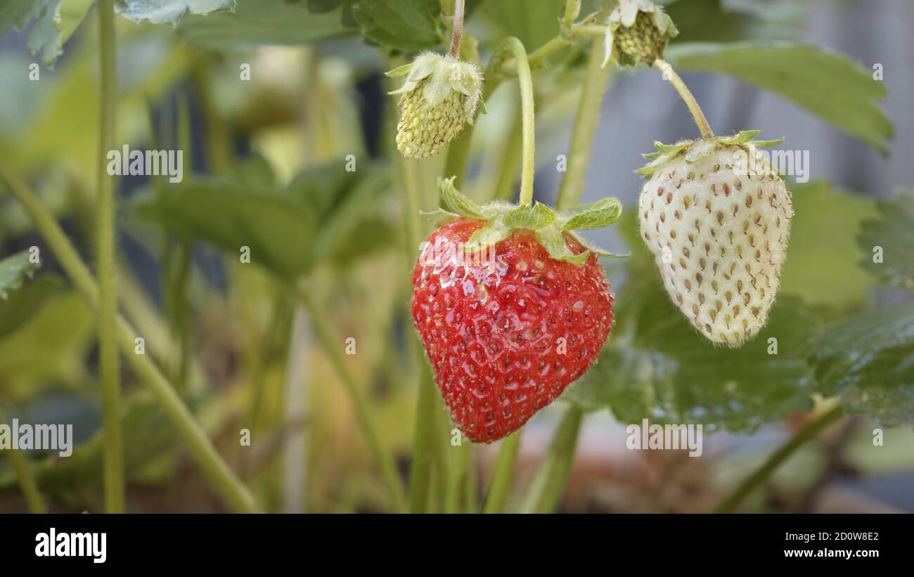 Nahaufnahme einer reifen Erdbeere, die von einer Pflanze mit anderen  Erdbeeren herum hängt. Die Kamera gleitet langsam von rechts nach links und  zeigt die leuchtend roten Früchte Stockfotografie - Alamy