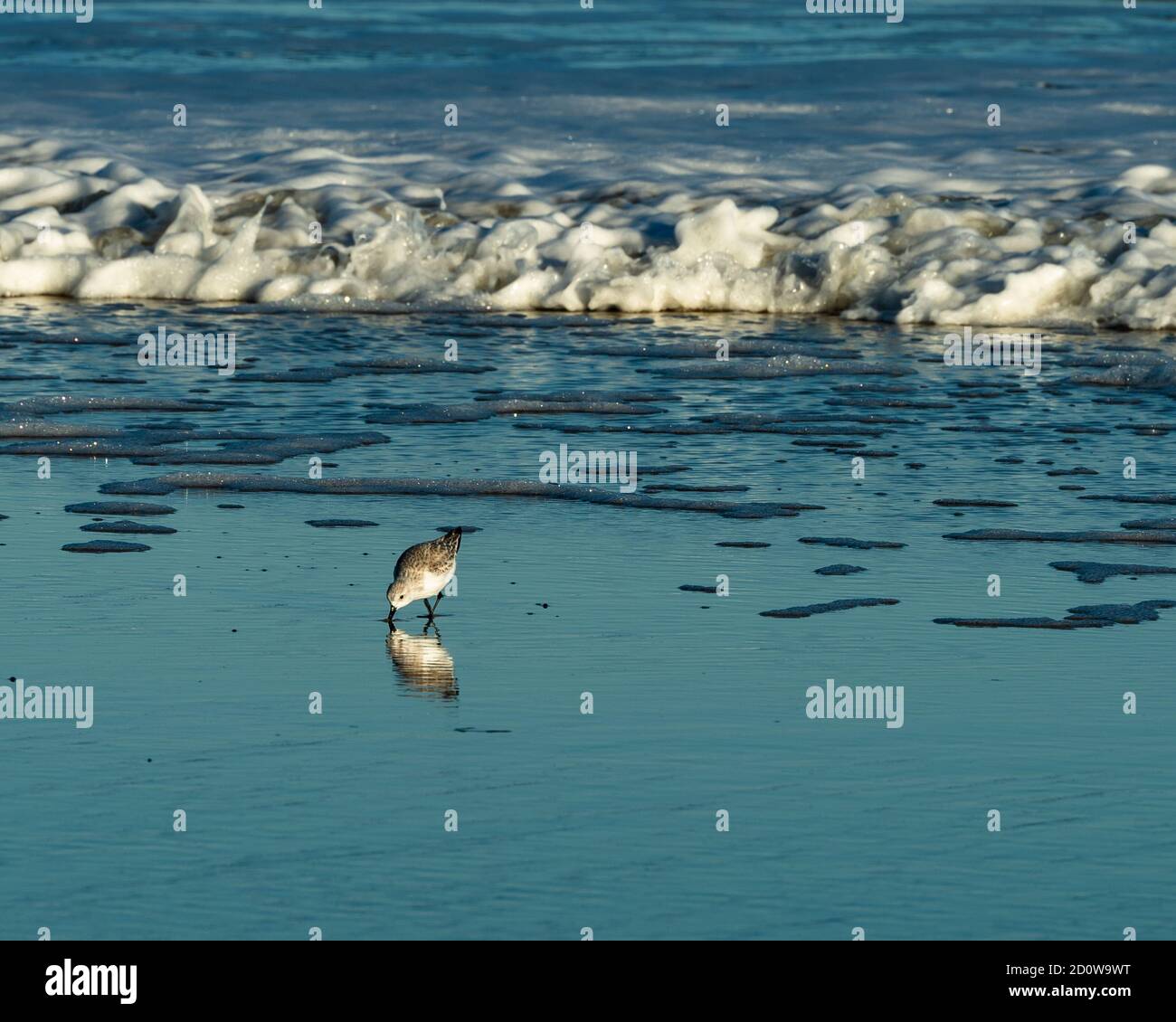 Sandpiper fortern am Strand bei Assateague Island National Seashore. Stockfoto