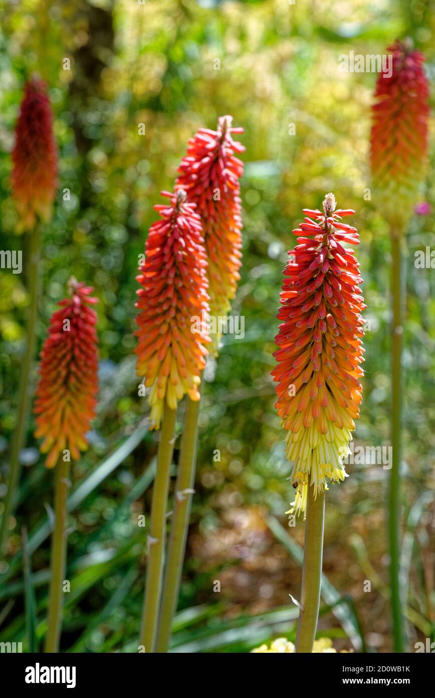 Kniphofia, auch Tritoma, Red Hot Poker, Fackel Lilie oder Poker-Pflanze  genannt, ist eine Gattung von mehrjährigen blühenden Pflanzen in der  Familie Asphodelaceae Stockfotografie - Alamy
