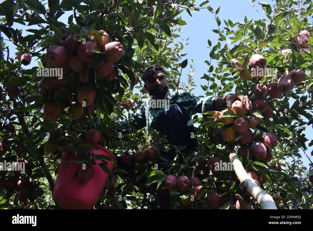 Ein Mann, der in einem Apfelgarten in Shopian, Kaschmir, Indien, frische Äpfel pflückt Stockfoto