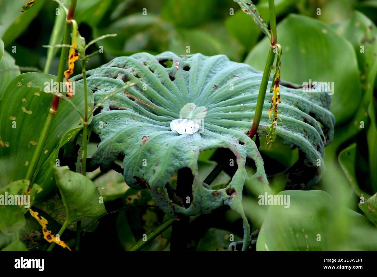 Von einem Tropfen Wasser auf einem Lotusblatt spricht Leben Stockfoto