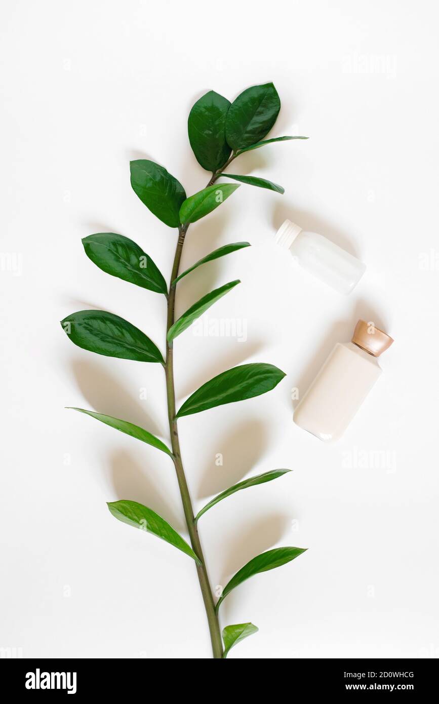 Flach legen Sie die Zusammensetzung mit einem Zweig von zamiokulkas und Flaschen Creme für den Körper oder das Gesicht auf einem weißen Hintergrund. Konzept der Spa-Behandlungen und o Stockfoto