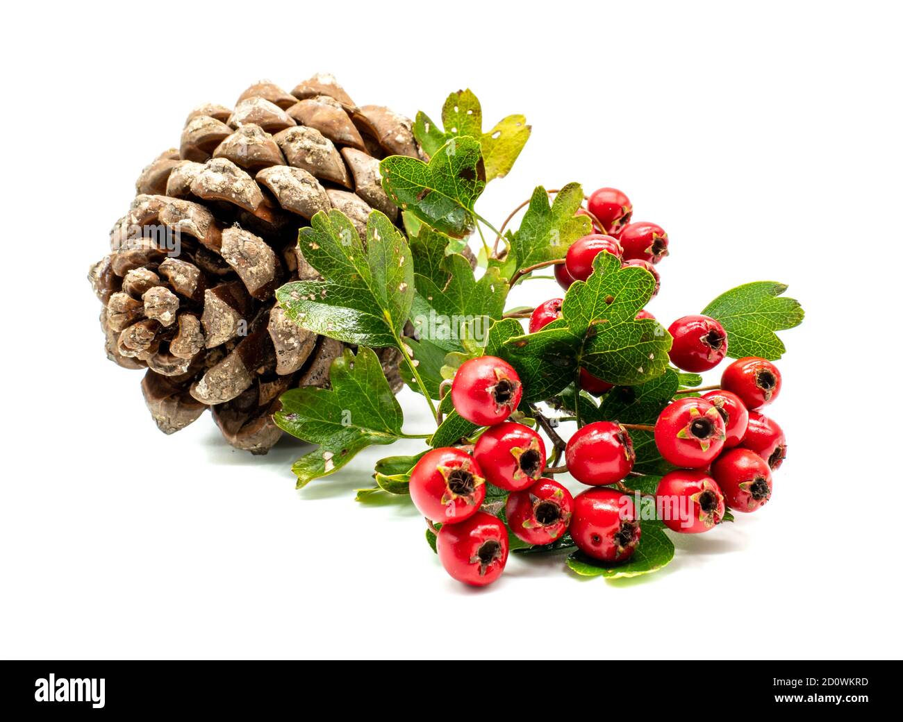 Weihnachtsdekoration Kiefer mit Bergasche isoliert Stockfoto
