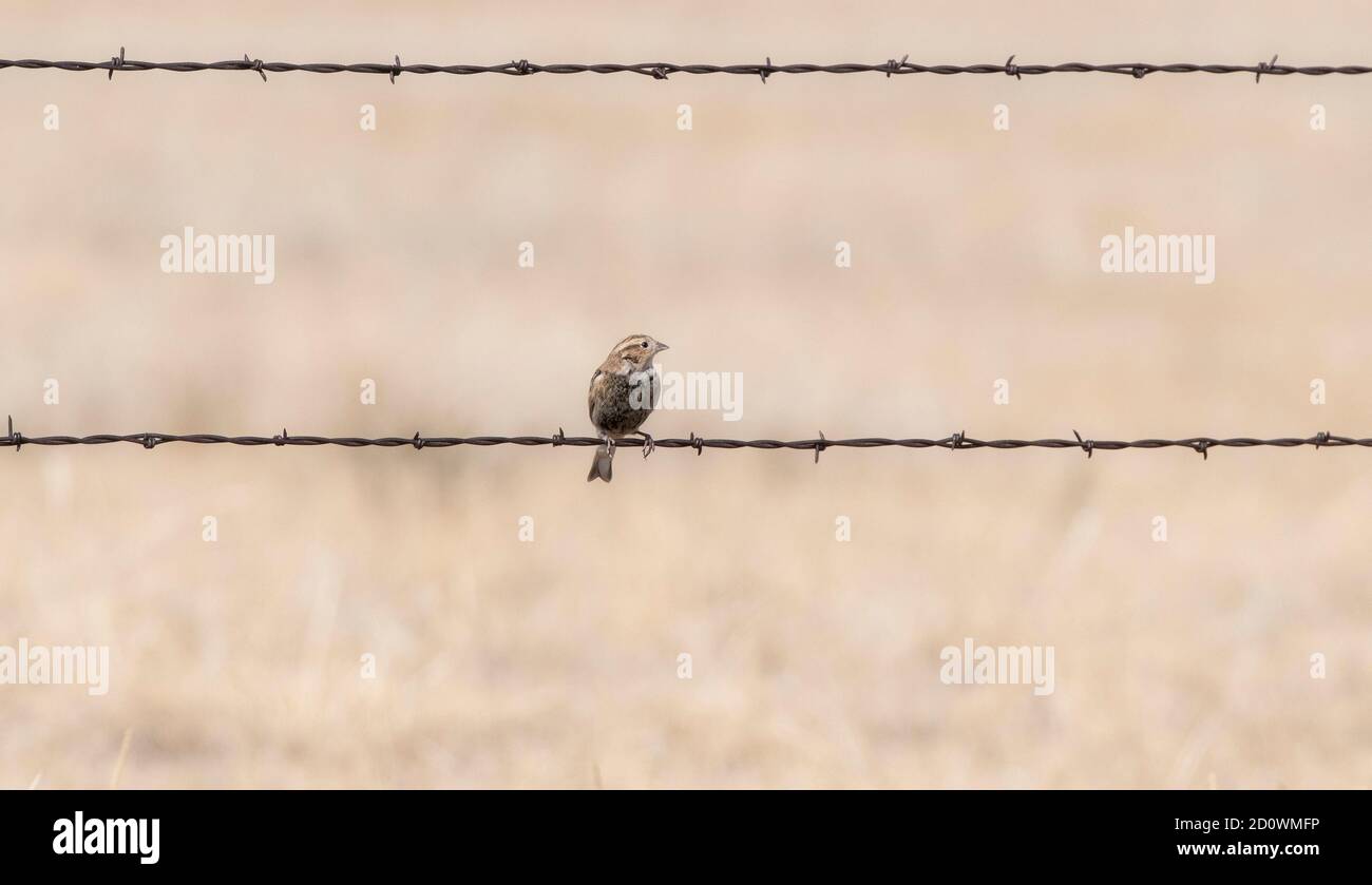 Ein unreifer Langsporn mit Kastanienkragen (Calcarius ornatus) Gelegen auf Stacheldraht auf dem Pawnee National Grasland in Colorado Stockfoto