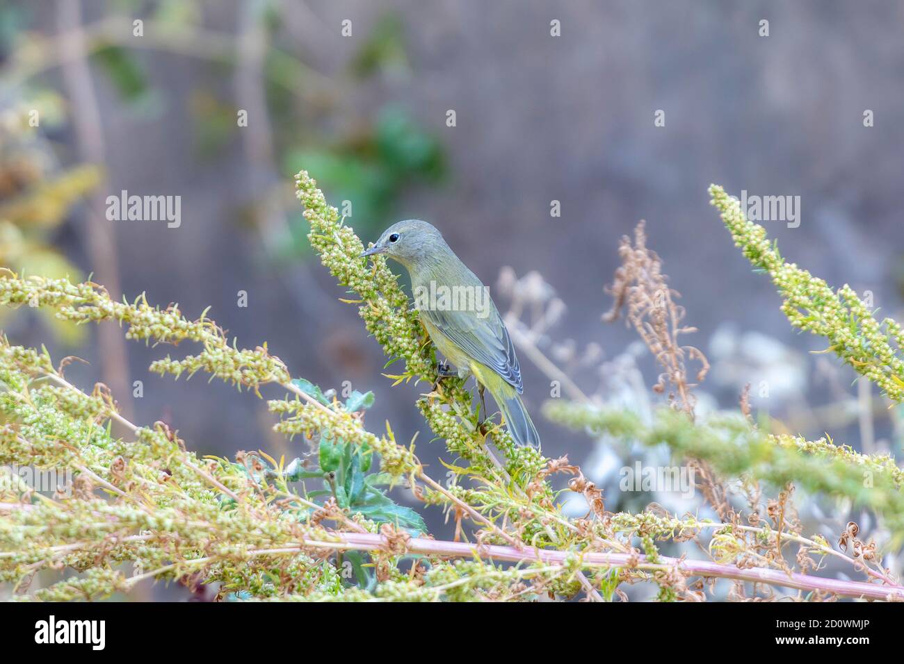 Ein erwachsener männlicher Orangekronter Waldsänger (Vermivora celata) Auf der Suche nach Insekten in der Migration in Colorado Stockfoto