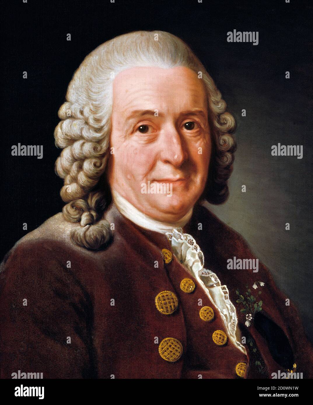 Carl Linnaeus. Porträt des schwedischen Botanikers und Zooologen Carl Linnaeus (1707-1778) von Alexander Roslin (1718–1793), Öl auf Leinwand, 1775. Nationalmuseum (Stockholm) Stockfoto