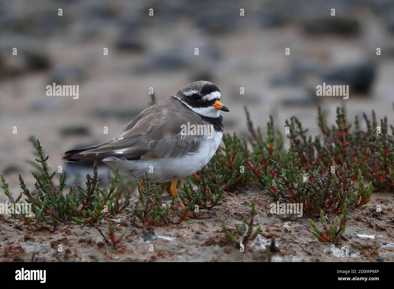 Ringelpfeifer Für Erwachsene. Stockfoto