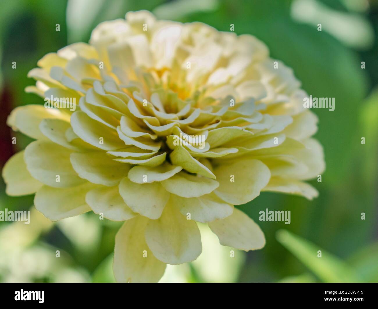 Nahaufnahme von weißen Zinnia elegans ffower in Blüte Stockfoto