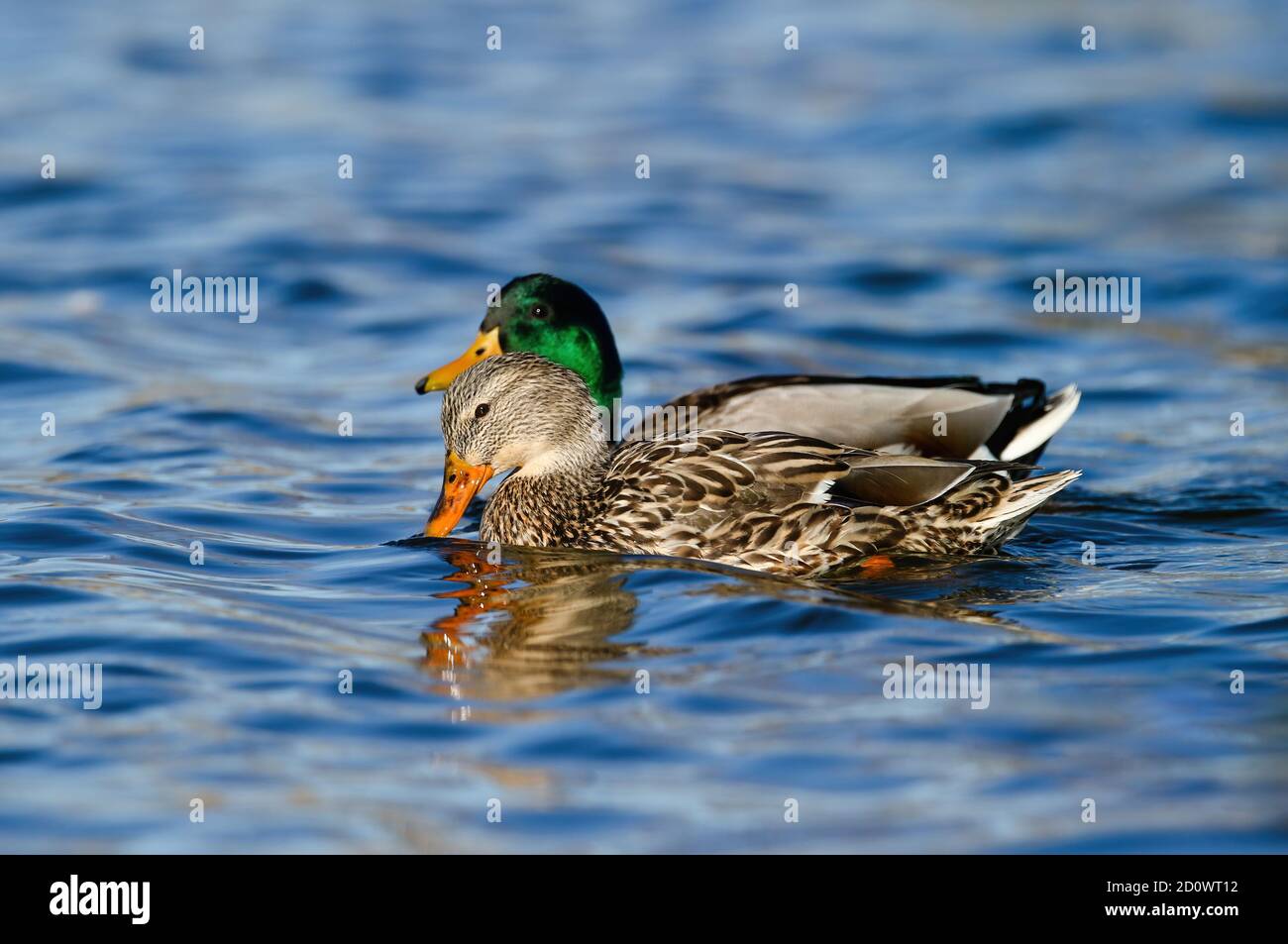 Eine Mallard-Ente tuckelt in einem hübschen blauen See, während ihr Kumpel dicht neben ihr schwimmt. Stockfoto
