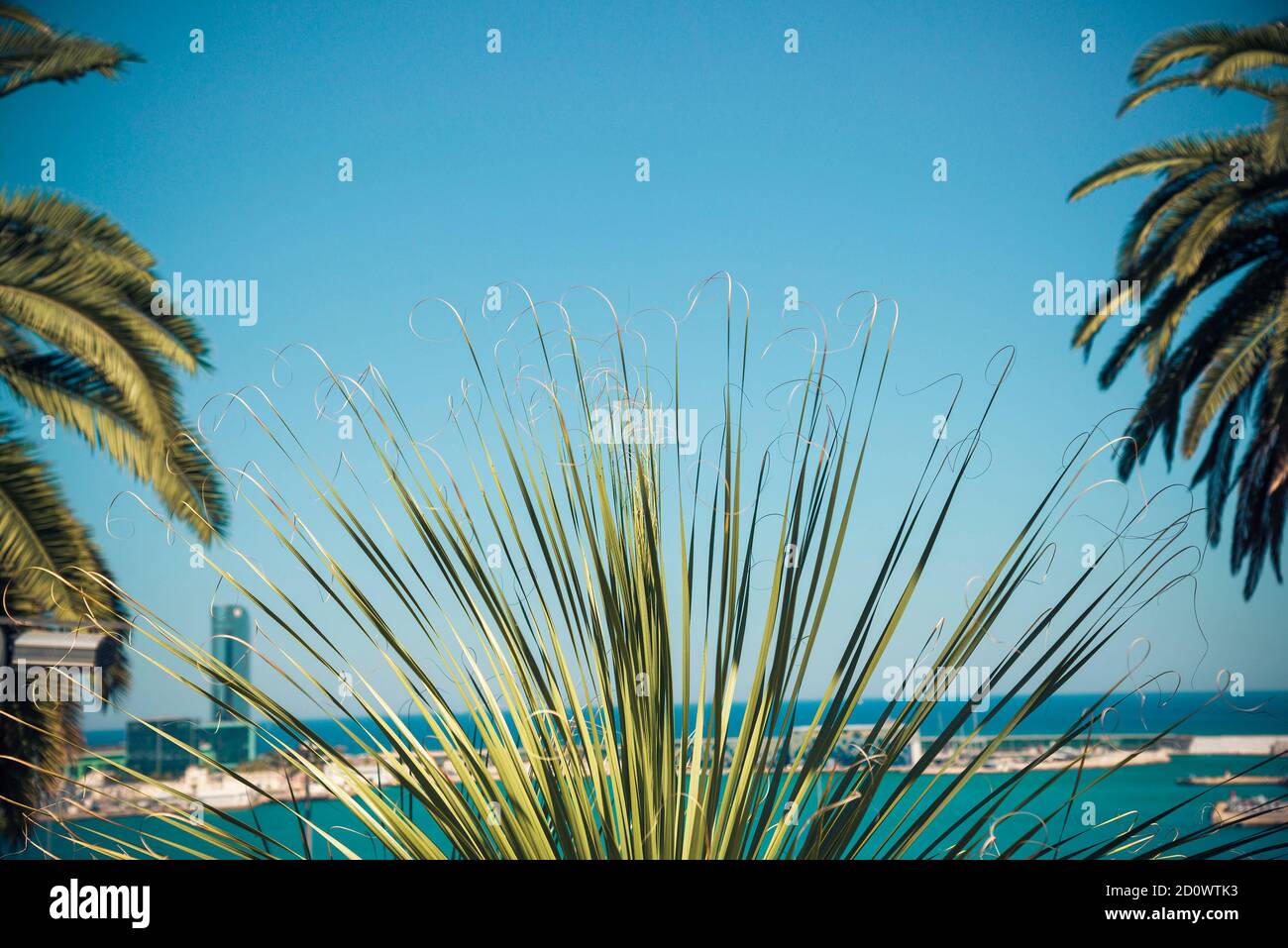 Grüne Palmenblätter auf blauem Himmel Hintergrund Stockfoto