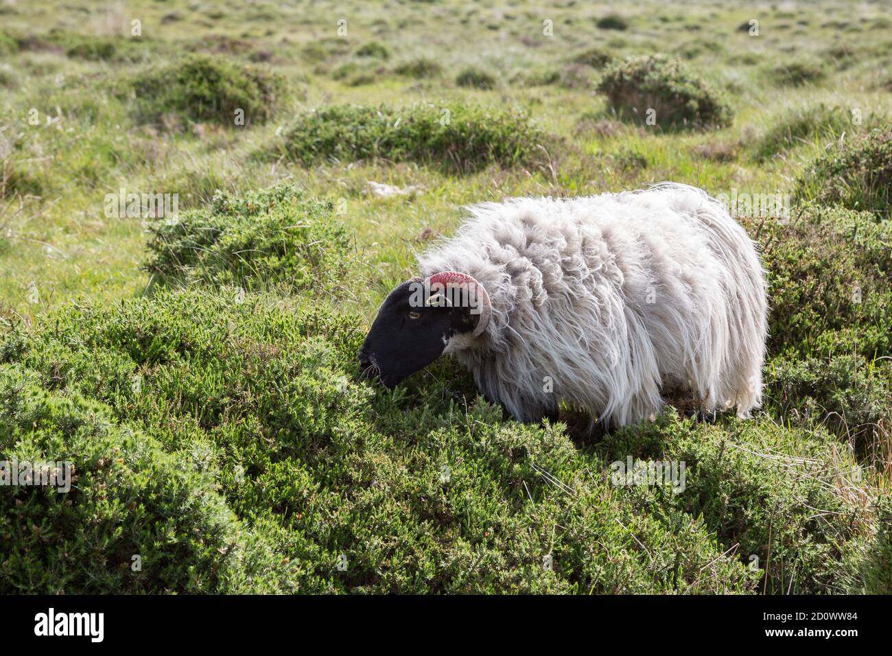 Scotch Blackface Schafe in der Nähe von Postbridge, Devon UK Stockfoto
