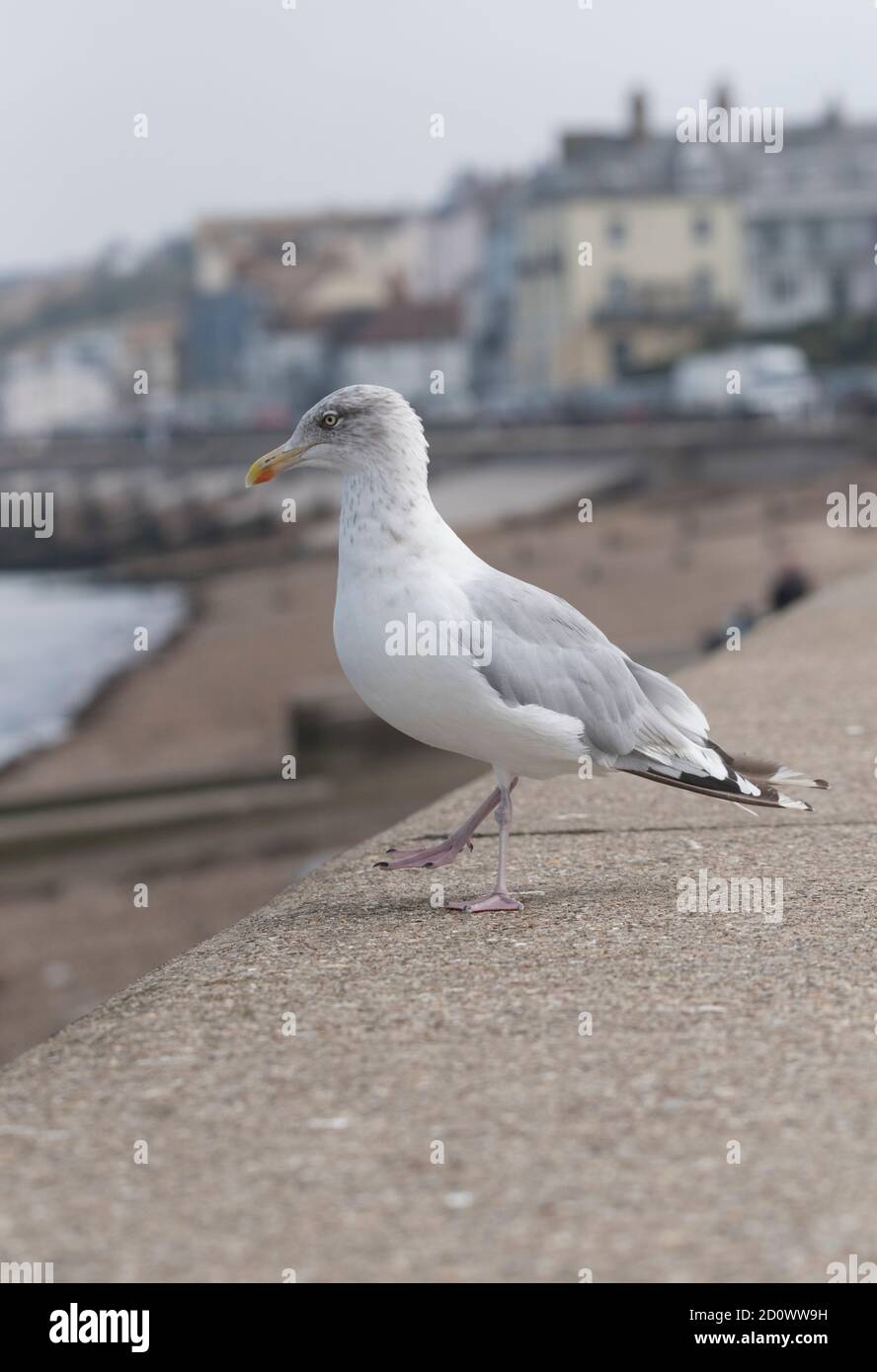 Hering Gull (Larus argentatus) an der Ufermauer in Herne Bay, Kent Stockfoto