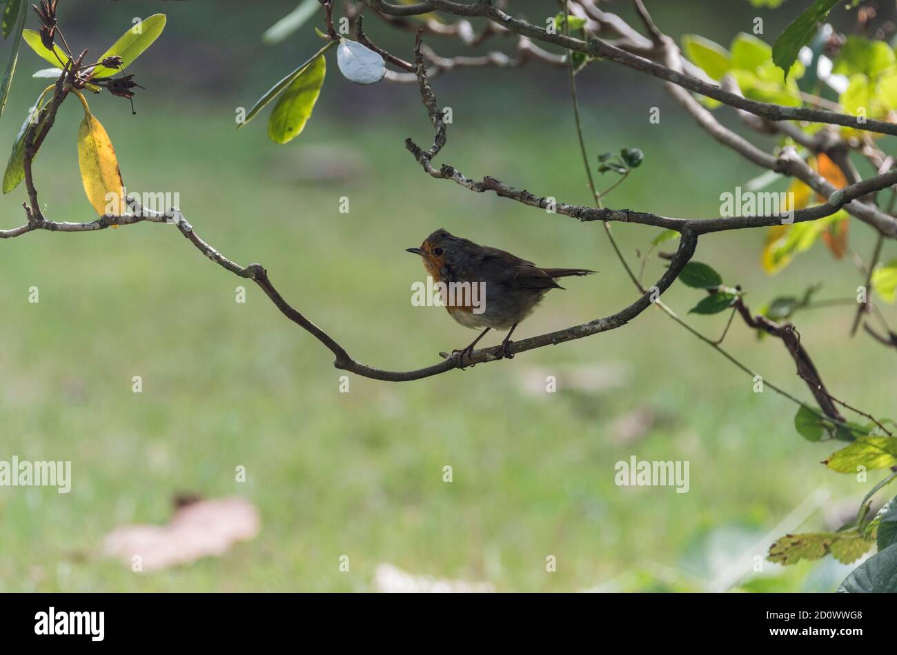 Robin (Erithacus rubecula) im Schatten Stockfoto