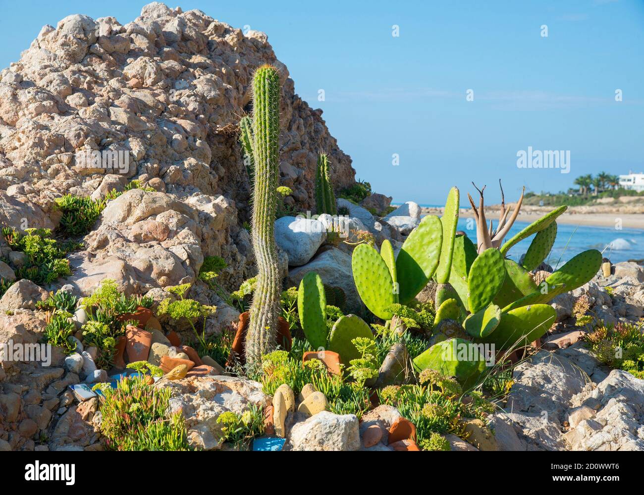 Kaktus an der Kste des Mittelmeers, Vilanova i la Geldru, Spanien  Stockfotografie - Alamy