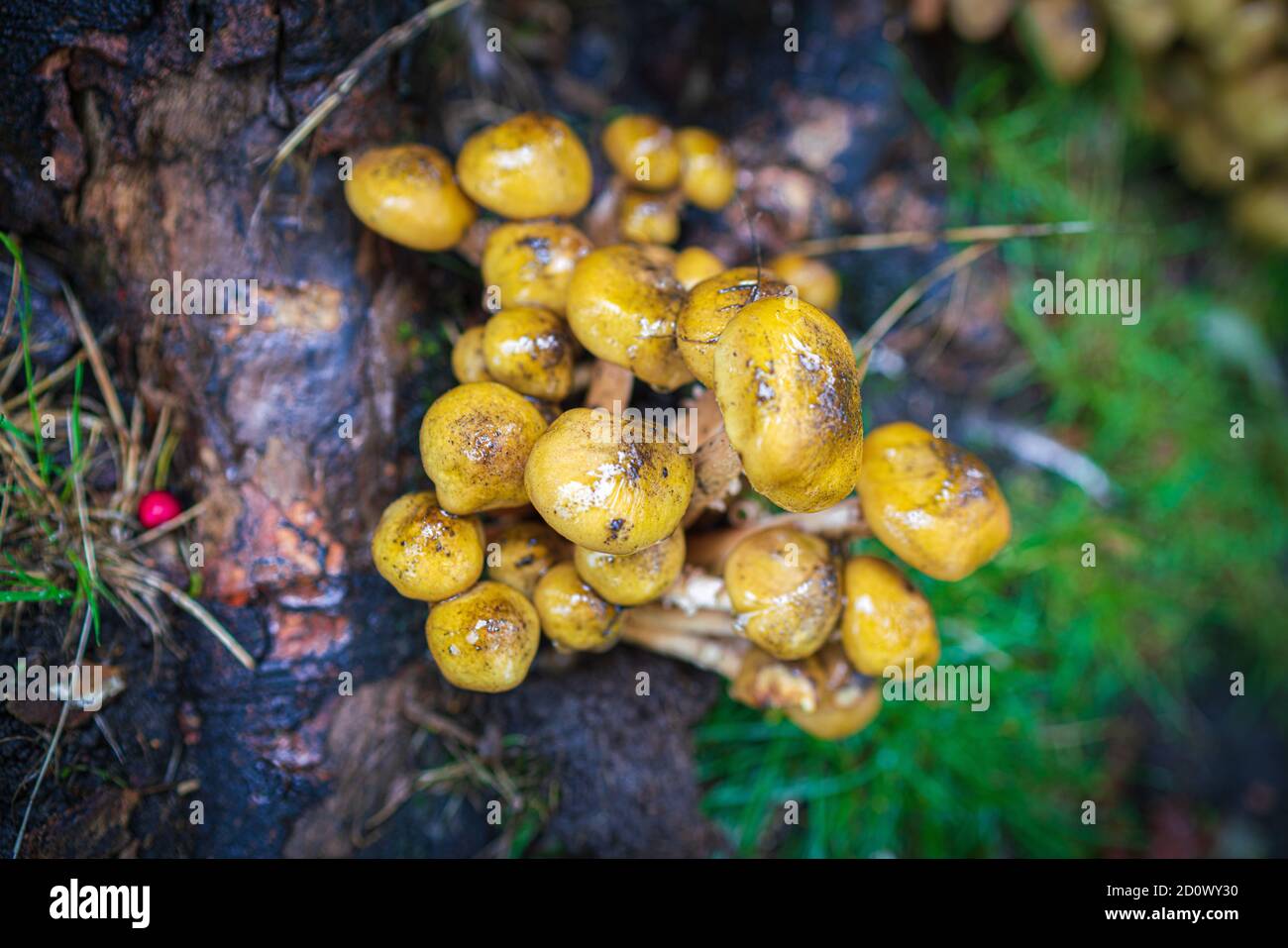 Schwefeltuft Pilze nicht essbar, Pilze und Toadstools, Verwechslungsgefahr, Herbstliches, Gelb, Gelbe, Honig-beige-braun Honigpilz, Wurzeln. Stockfoto