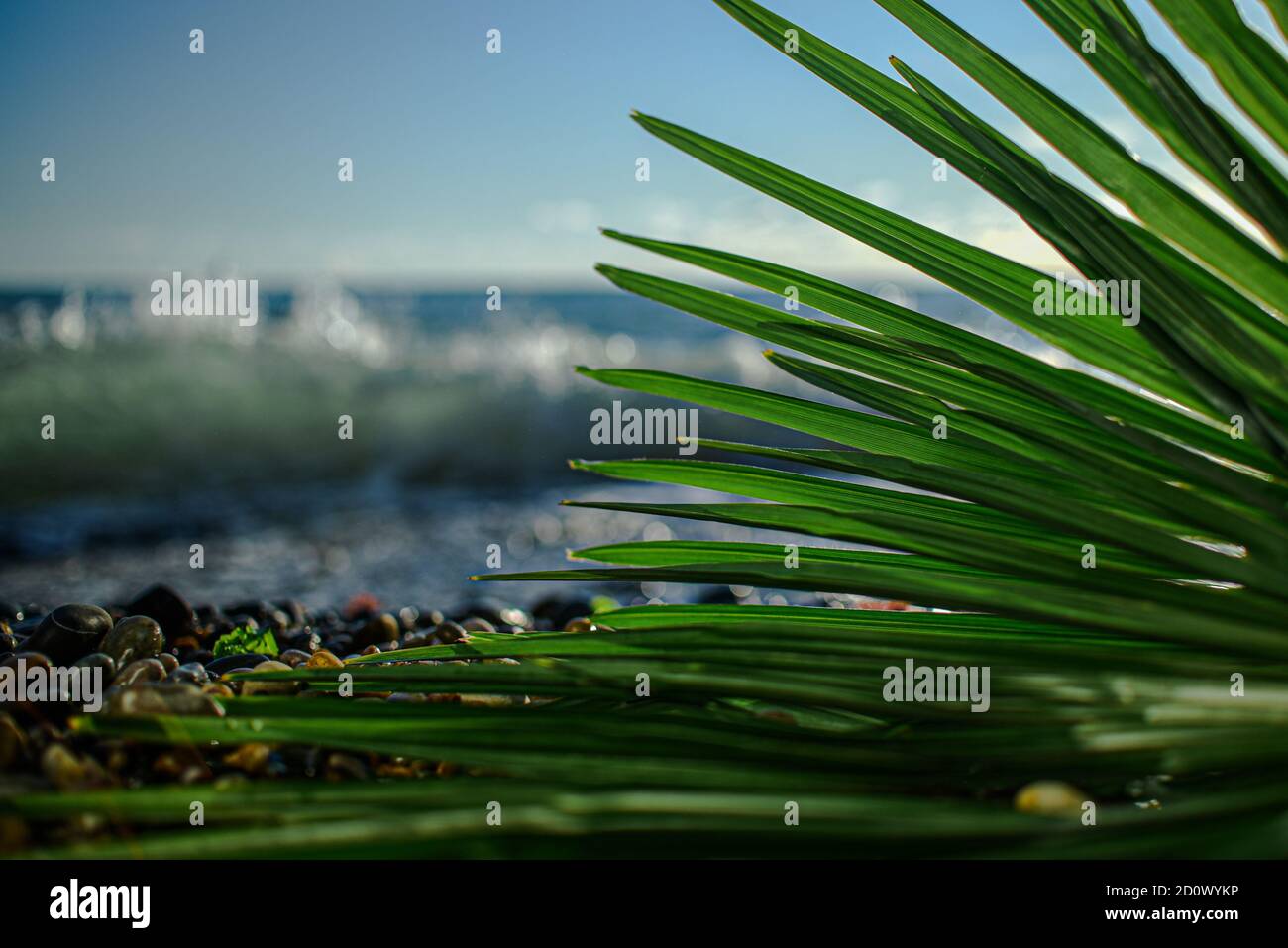 Grüne Palmenblätter aus der Nähe auf dem Hintergrund des Meeres Am Nachmittag Stockfoto