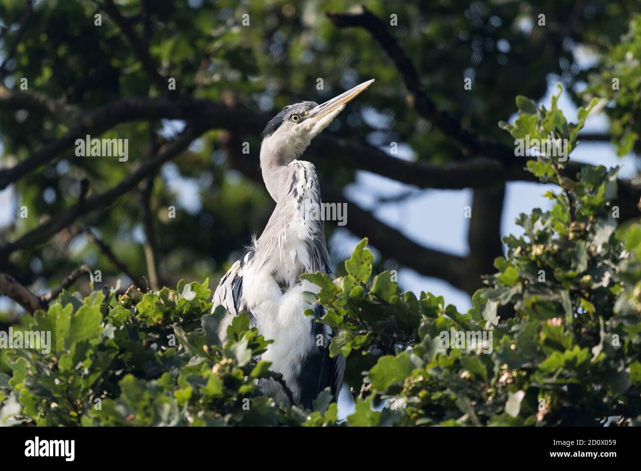 Reiher sitzt geduldig in einem Baum Stockfoto